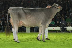 151128SC15 219_ Abt 6 Rang 2 Jongleur Silvana von Goldhill Genetics ENT